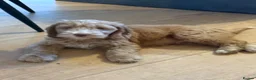 Cockapoo dogs for sale: F1B cockapoo one male left  - Advert 11