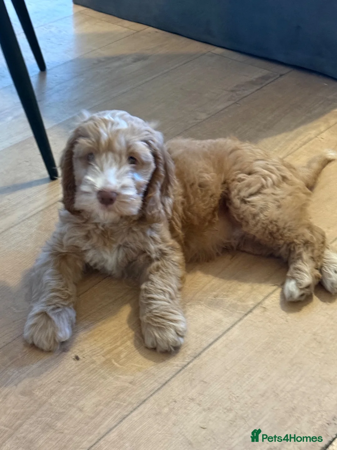 Cockapoo dogs for sale: F1B cockapoo one male left  - Advert 11