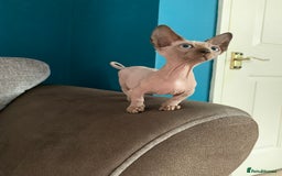 Sphynx cats for sale: Hairless kittens sphinx/bambino - Image 7