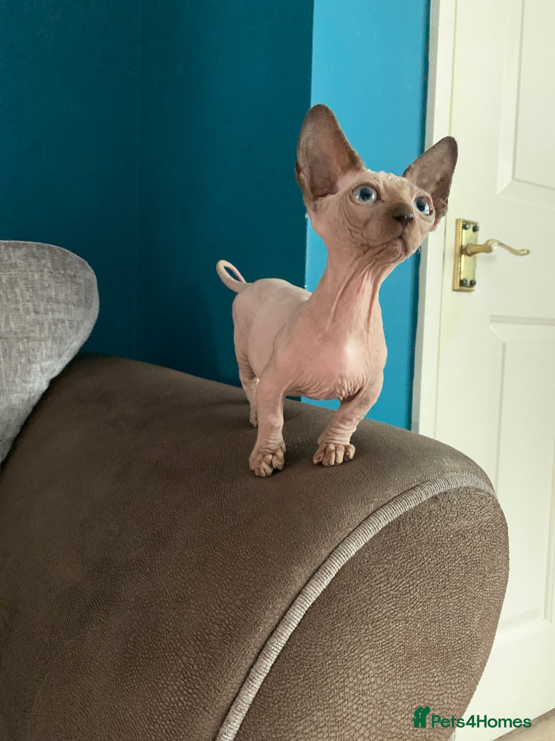 Sphynx cats for sale: Hairless kittens sphinx/bambino - Image 7