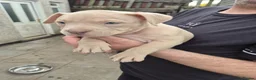 American Bully dogs for sale: 4 beautiful pocket bullies  - Advert 1