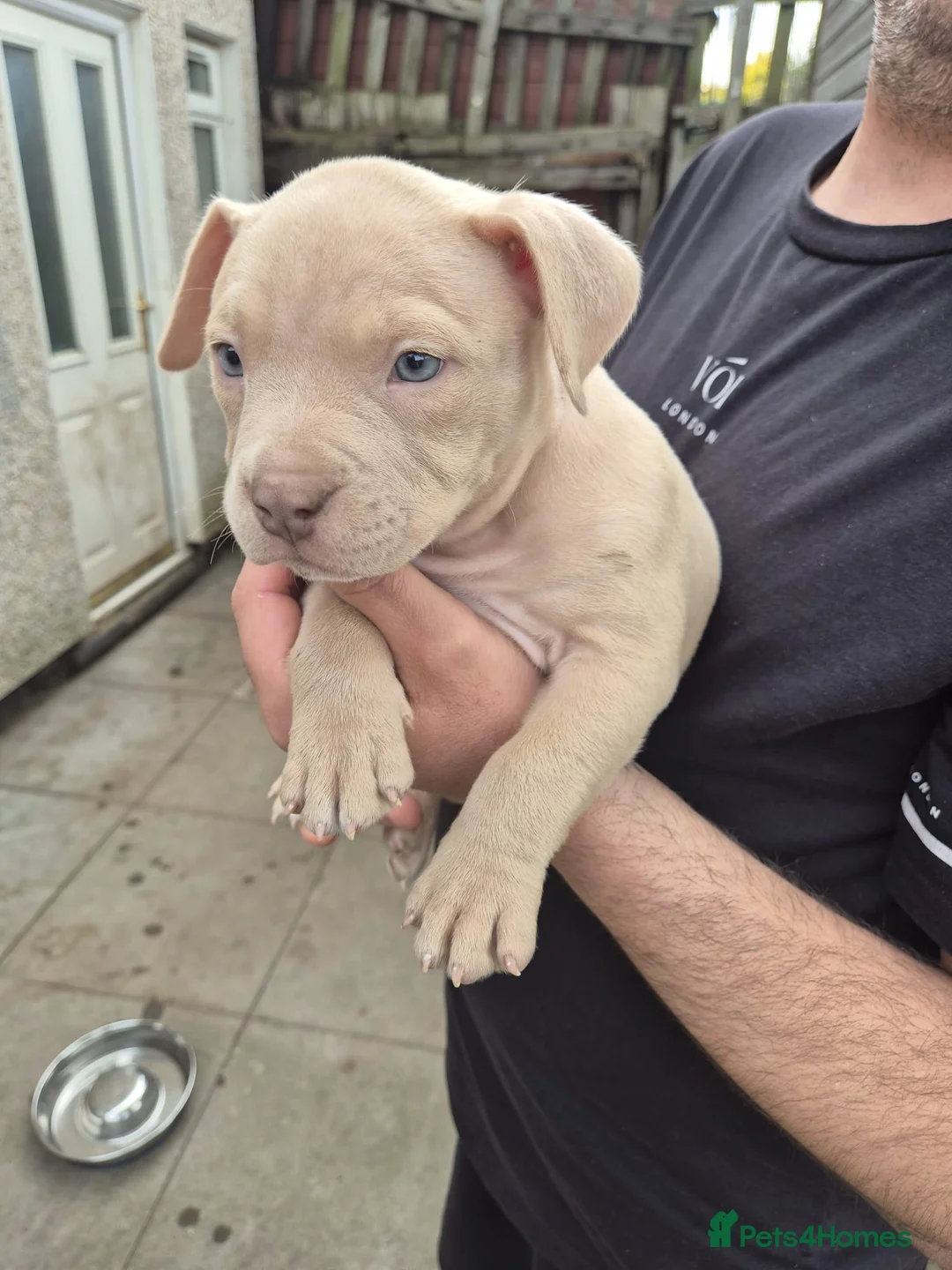 American Bully dogs for sale: 4 beautiful pocket bullies  - Advert 1