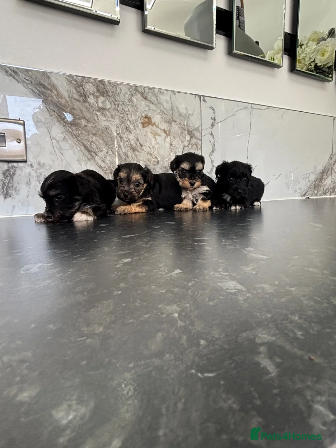 Maltipoo dogs for sale: 🐶 Stunning Mini maltipoo puppies (toy poodle) 🐶  - Advert 12