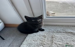 Mixed Breed cats for sale: Kittens for sale  - Advert 19