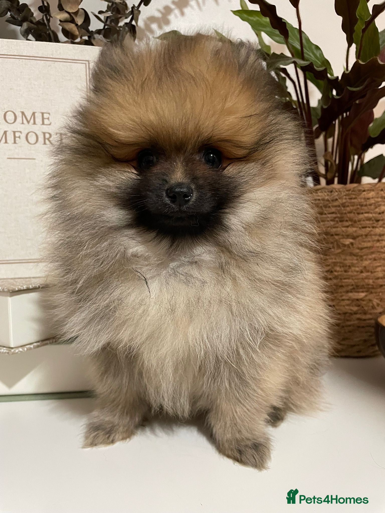 Pomeranian dogs Tiny Teddy Bear Pomeranian Boys KC Lines - Advert 1