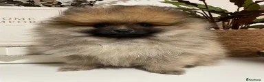 Mini Wolf Sable Boy
