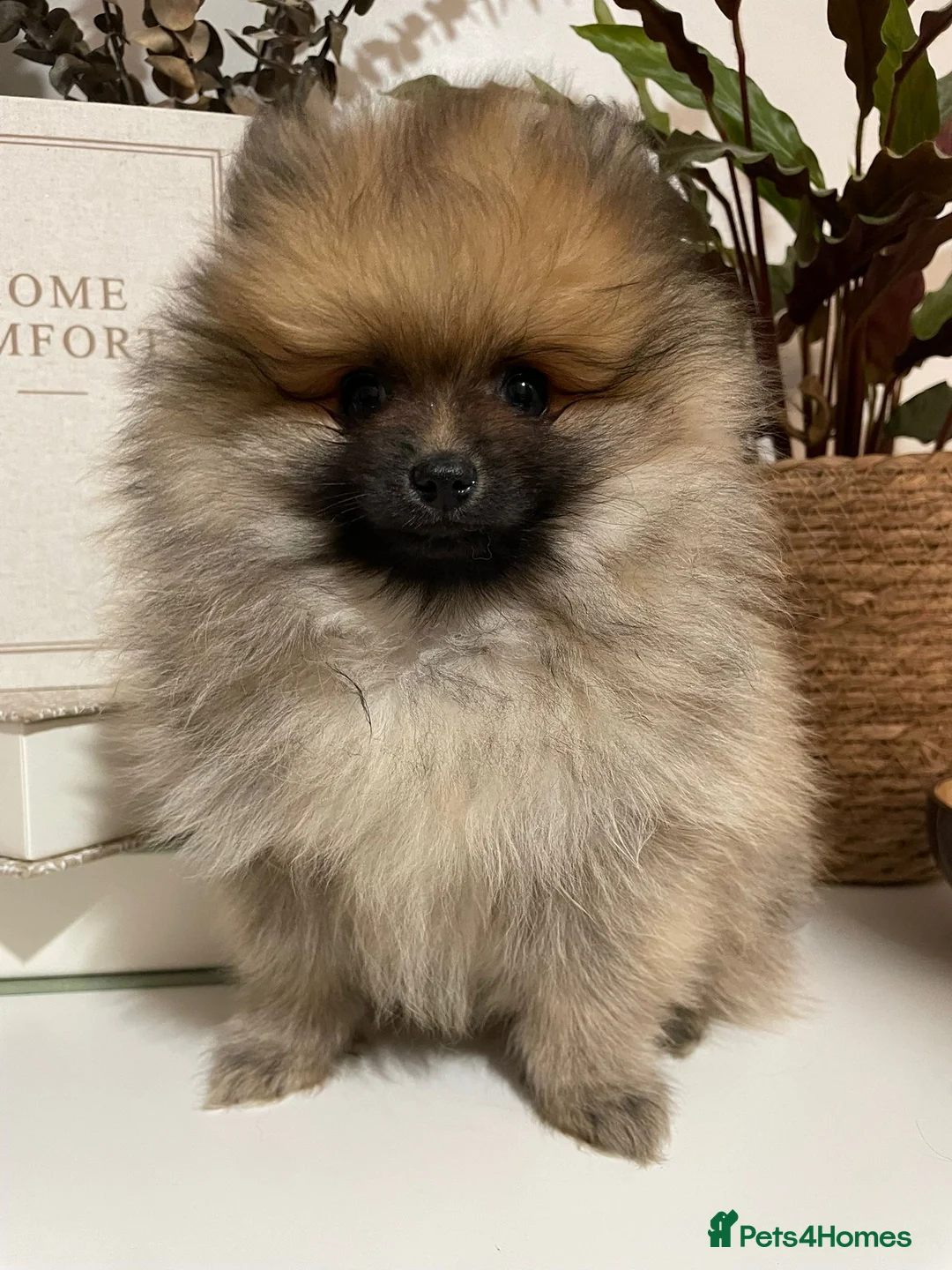 Pomeranian dogs for sale: Tiny Teddy Bear Pomeranian Boys KC Lines - Advert 1