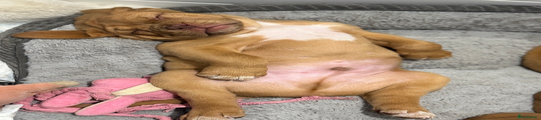 Dogue De Bordeaux Puppy 1