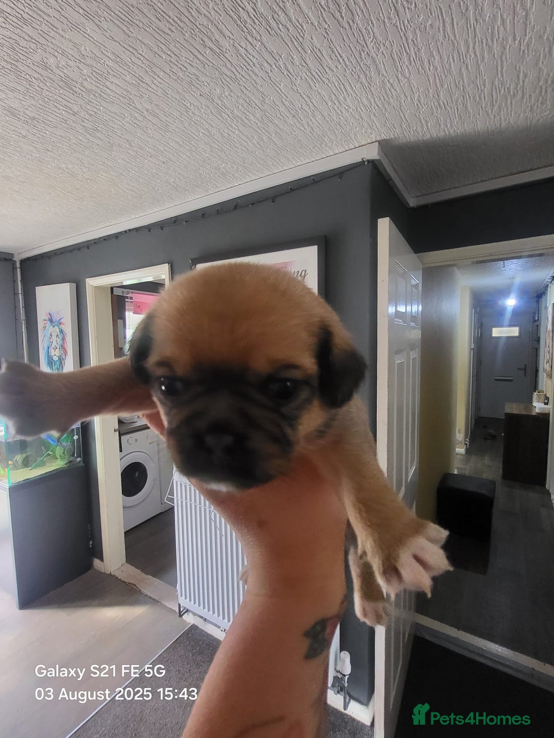 Jug dogs for sale: Jug puppies  - Image 3