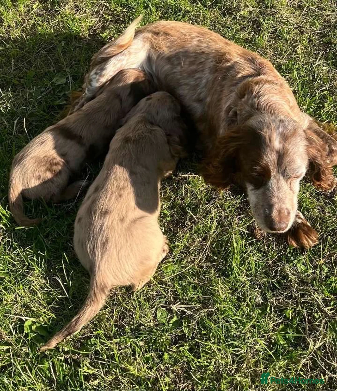 Cocker Spaniel dogs for sale: Cocker spaniel puppies in Crook - Advert 2