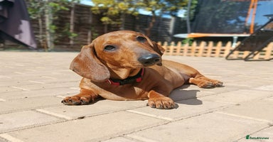 Dachshund dogs in Coventry - Advert 3