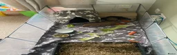 Guinea Pig rodents for sale: Two brothers for sale  in Burnham-on-Sea - Advert 4