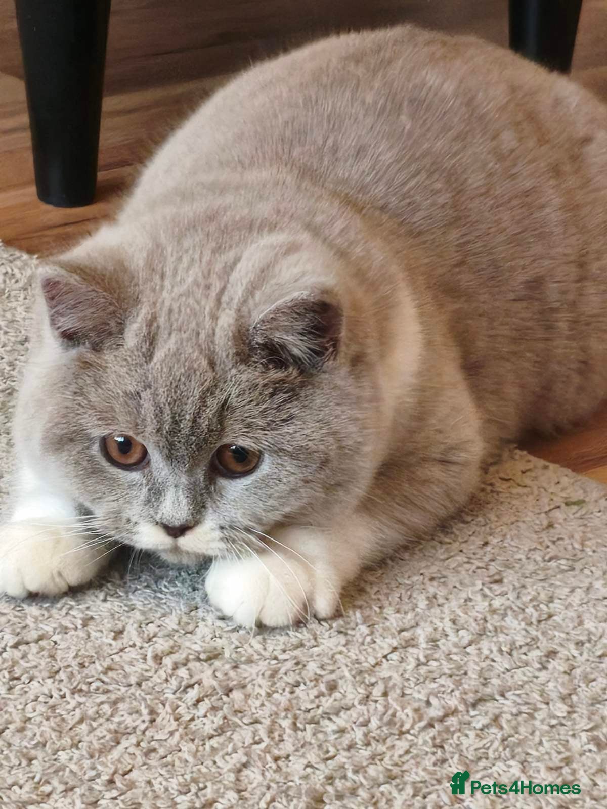 British Shorthair cats British shorthair - Advert 6