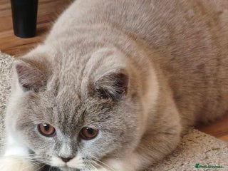 British Shorthair cats British shorthair - Advert 6