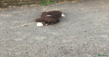 English Springer Spaniel dogs Springer spaniel puppies  - Advert 12
