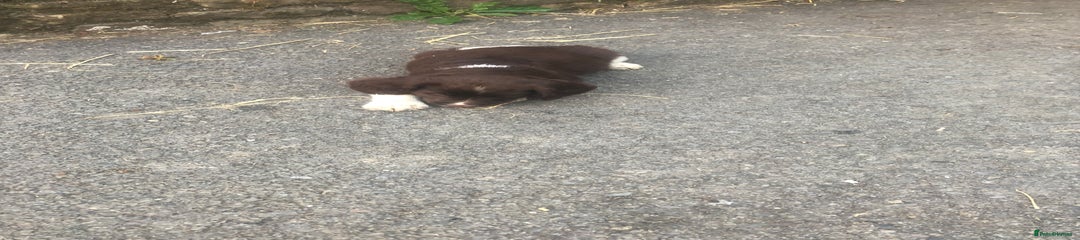 English Springer Spaniel Puppy 6
