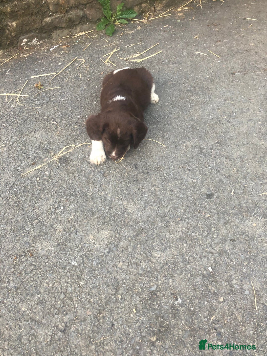 English Springer Spaniel dogs for sale: Springer spaniel puppies  - Image 3