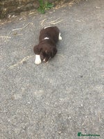 English Springer Spaniel dogs Springer spaniel puppies - Advert 6