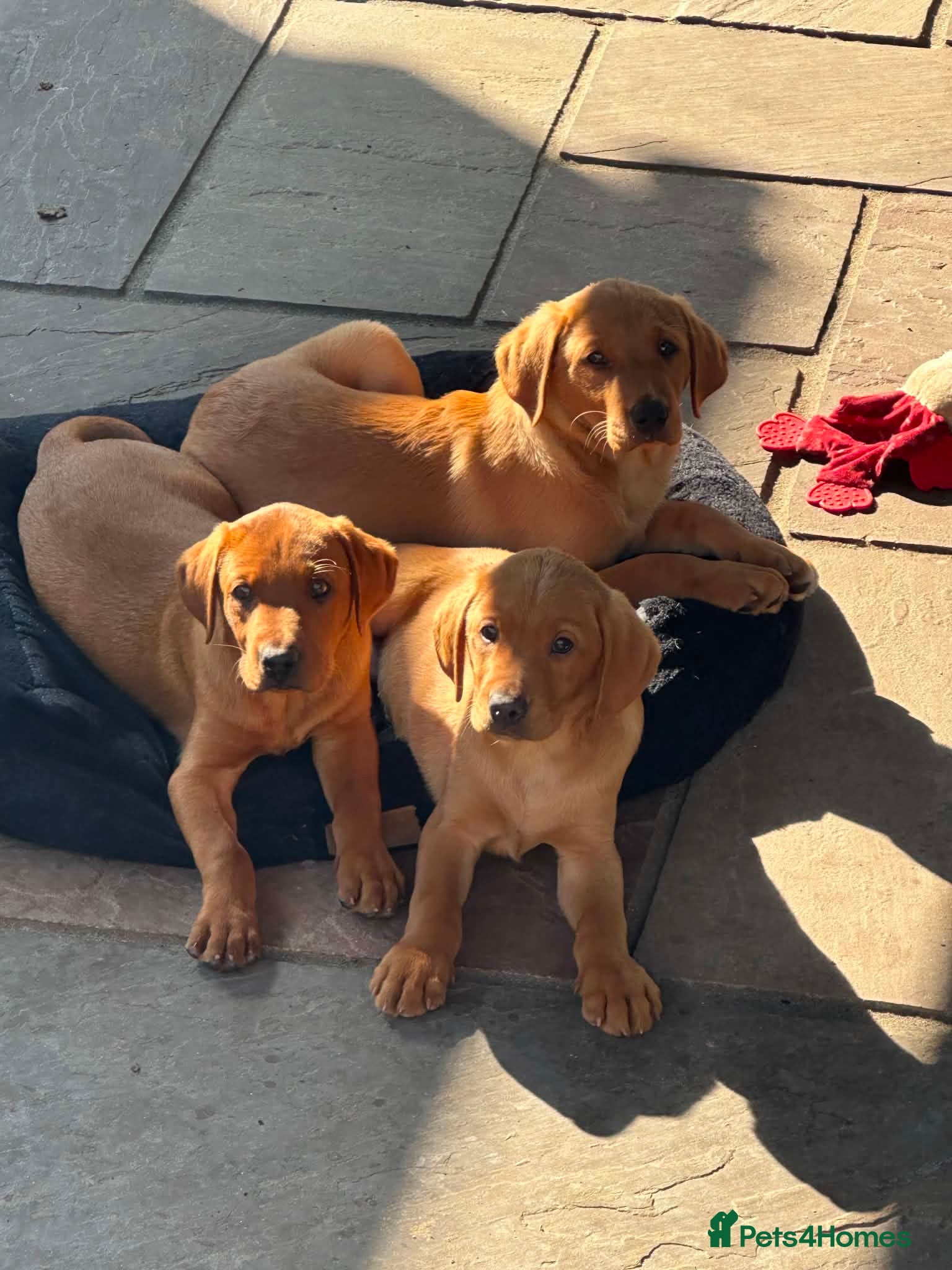 Labrador Retriever dogs KC Registered Labrador Puppies  - Advert 20