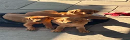 Labrador Retriever dogs for sale: KC Registered Labrador Puppies  - Advert 1