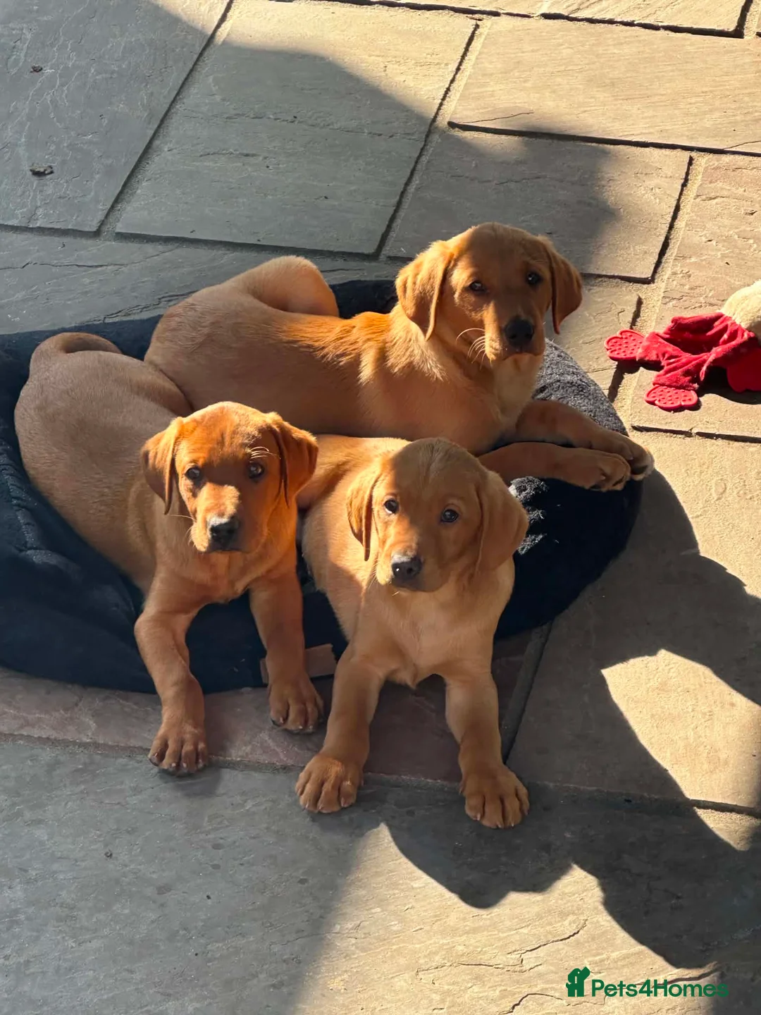 Labrador Retriever dogs for sale: KC Registered Labrador Puppies  - Advert 1