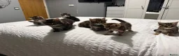 Mixed Breed cats for sale: BEAUTIFUL HOME REARED TABBY KITTENS ready 19/08/26 - Advert 20
