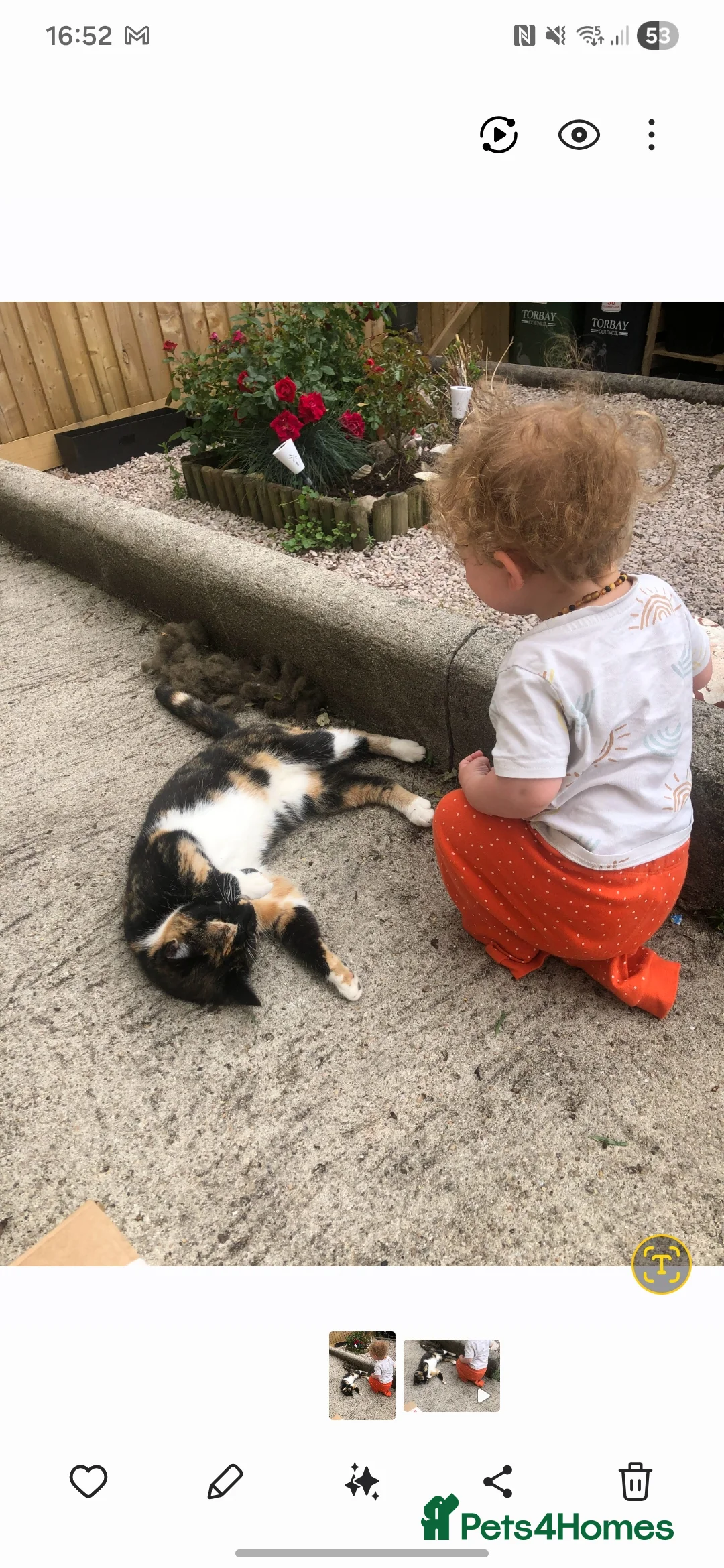 Mixed Breed cats for sale: Marbles, outdoor kitty, 5 yo female neutered  - Advert 2