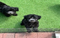 Maltipoo dogs for sale: 🩵Last Top Quality Rare Korean/Asian F1 Maltipoo🩵 in Bathgate - Image 10
