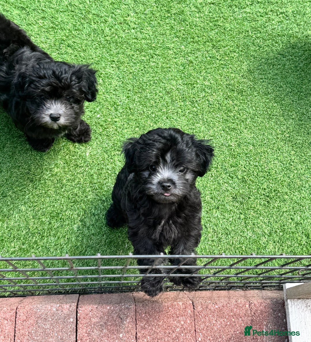 Maltipoo dogs for sale: 🩵Last Top Quality Rare Korean/Asian F1 Maltipoo🩵 in Bathgate - Image 10