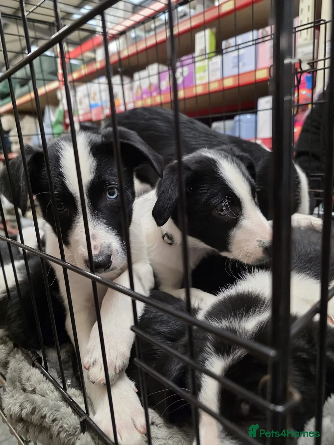 Border Collie dogs for sale: Working Border Collie puppies  - Advert 5