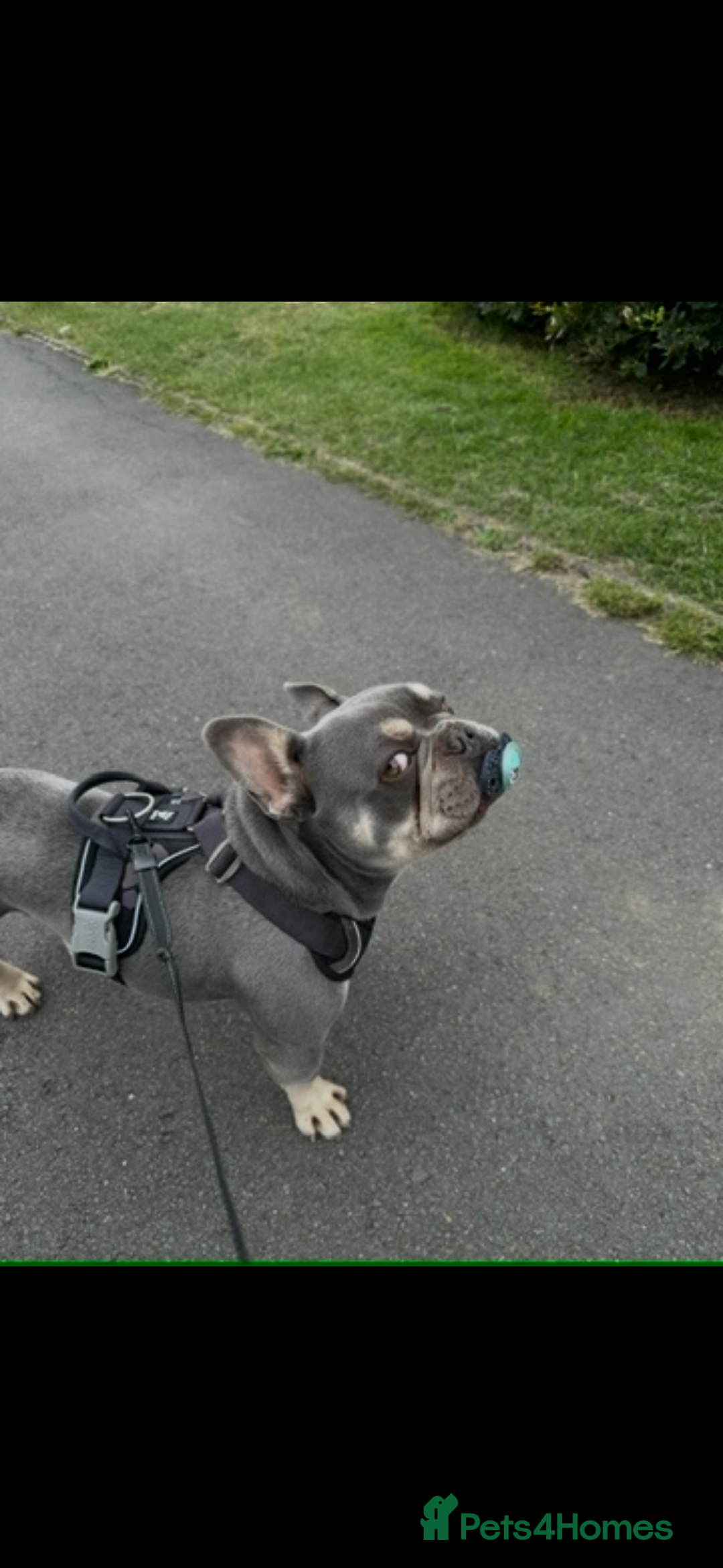 French Bulldog dogs for sale: French bulldog “fluffy” - Advert 17