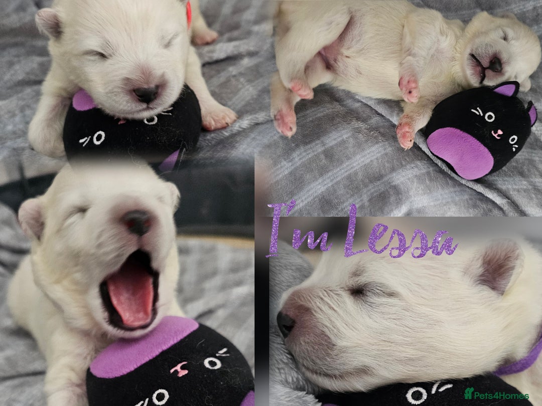 Samoyed dogs for sale: 2wonderful, purebred boys. (For therapy dogs) - Image 21