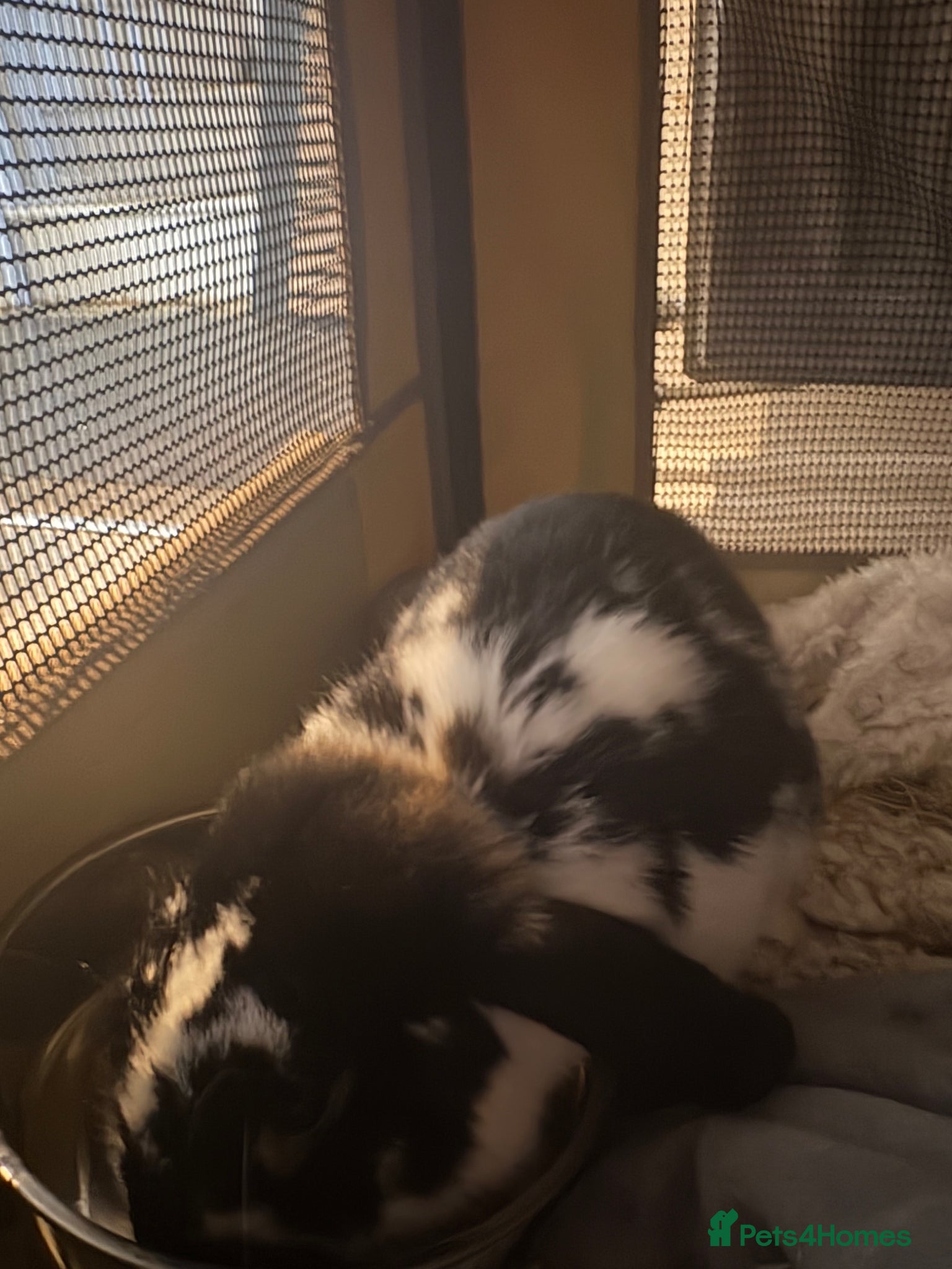 Mixed Breed rabbits Gorgeous Male Rabbit - Advert 11