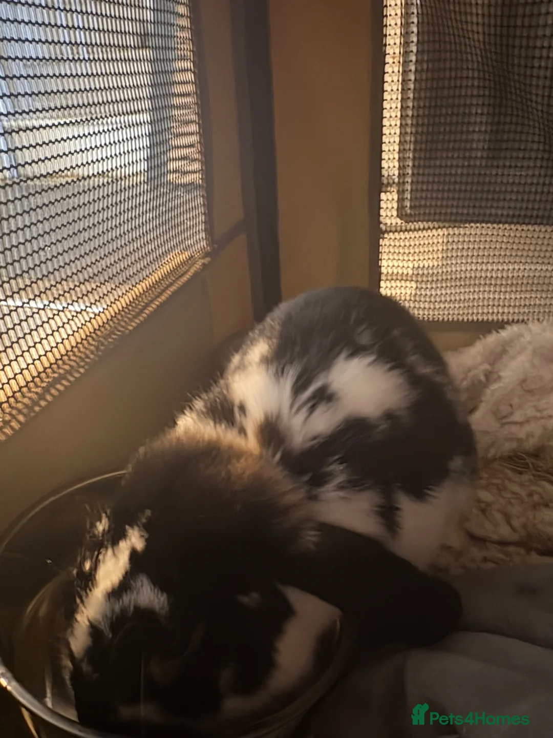 Mixed Breed rabbits for sale: Gorgeous Male Rabbit - Advert 1