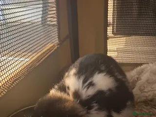 Mixed Breed rabbits Gorgeous Male Rabbit - Advert 2