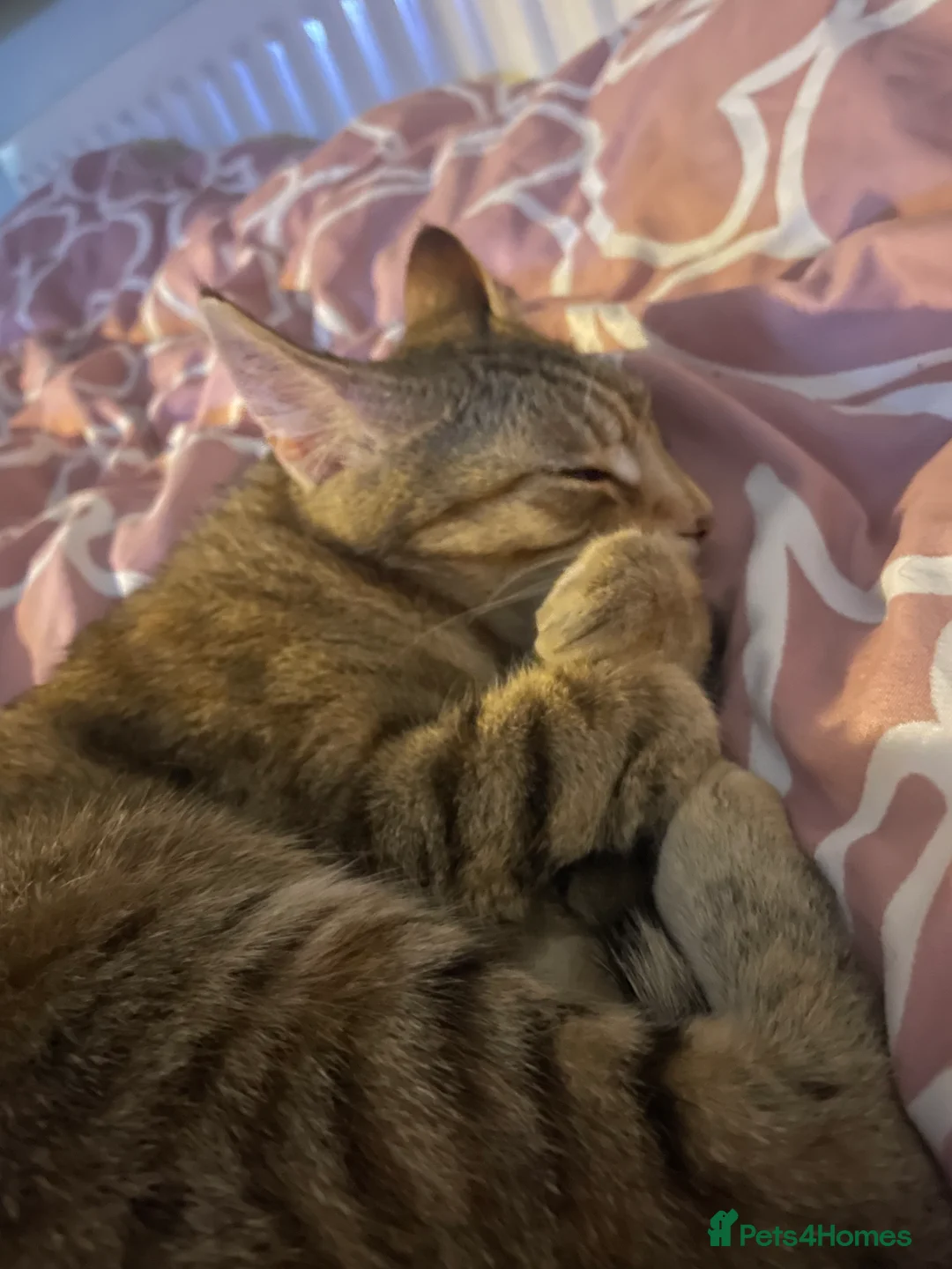 Mixed Breed cats for sale: Cindy🐾 Adult female cat looking for forever home - Advert 2