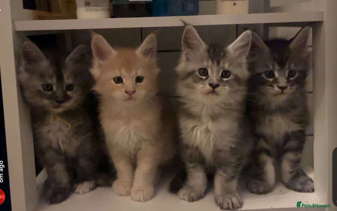 Maine Coon cats for stud: Cream TICA registered maine coon for stud  - Advert 7