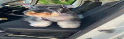 Miniature Schnauzer dogs for sale: 💚💛2 Beautiful KC Boys 💛💚🐾🐶 - Advert 6