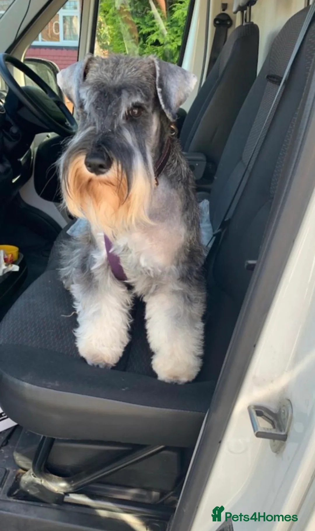 Miniature Schnauzer dogs for sale: 💚💛2 Beautiful KC Boys 💛💚🐾🐶 - Advert 6