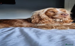 Cocker Spaniel dogs for sale: Beautiful Show Type KC registered Cocker Spaniels  - Image 38