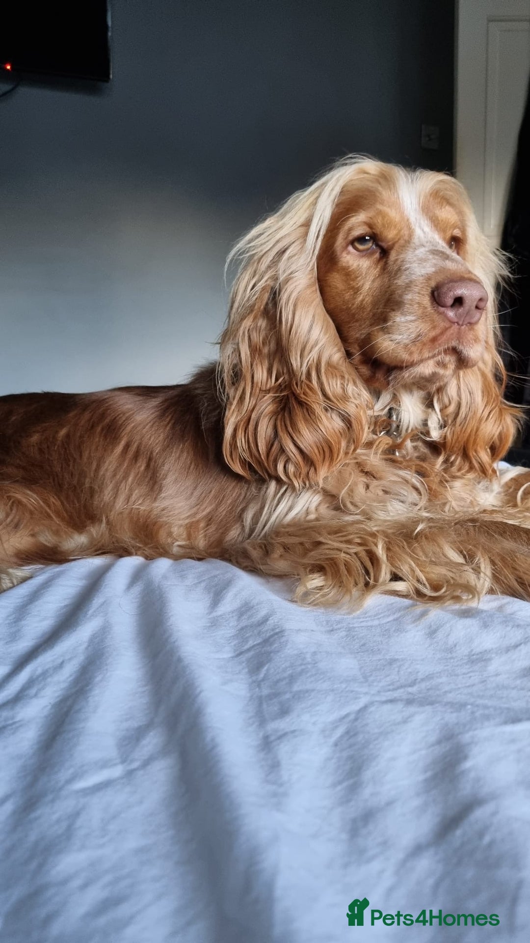 Cocker Spaniel dogs for sale: Beautiful Show Type KC registered Cocker Spaniels  - Image 38