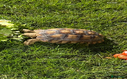 Tortoise reptiles for sale: 2 x Sulcata Tortoise - Image 14