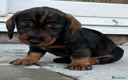 Dachshund dogs for sale: Wire Haired Teckels - Image 3