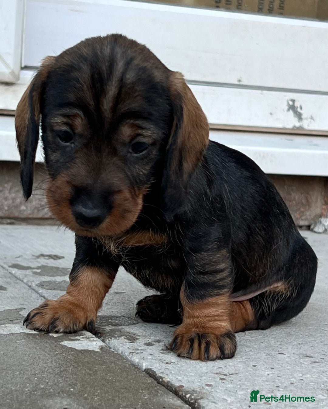 Dachshund dogs for sale: Wire Haired Teckels - Image 3