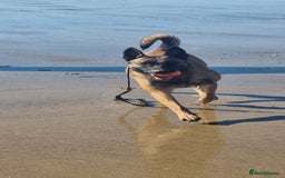 Belgian Shepherd Dog dogs for sale: Belgian malnois x Dutch sheppard puppies - Image 27