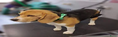 Beagle Puppy 1