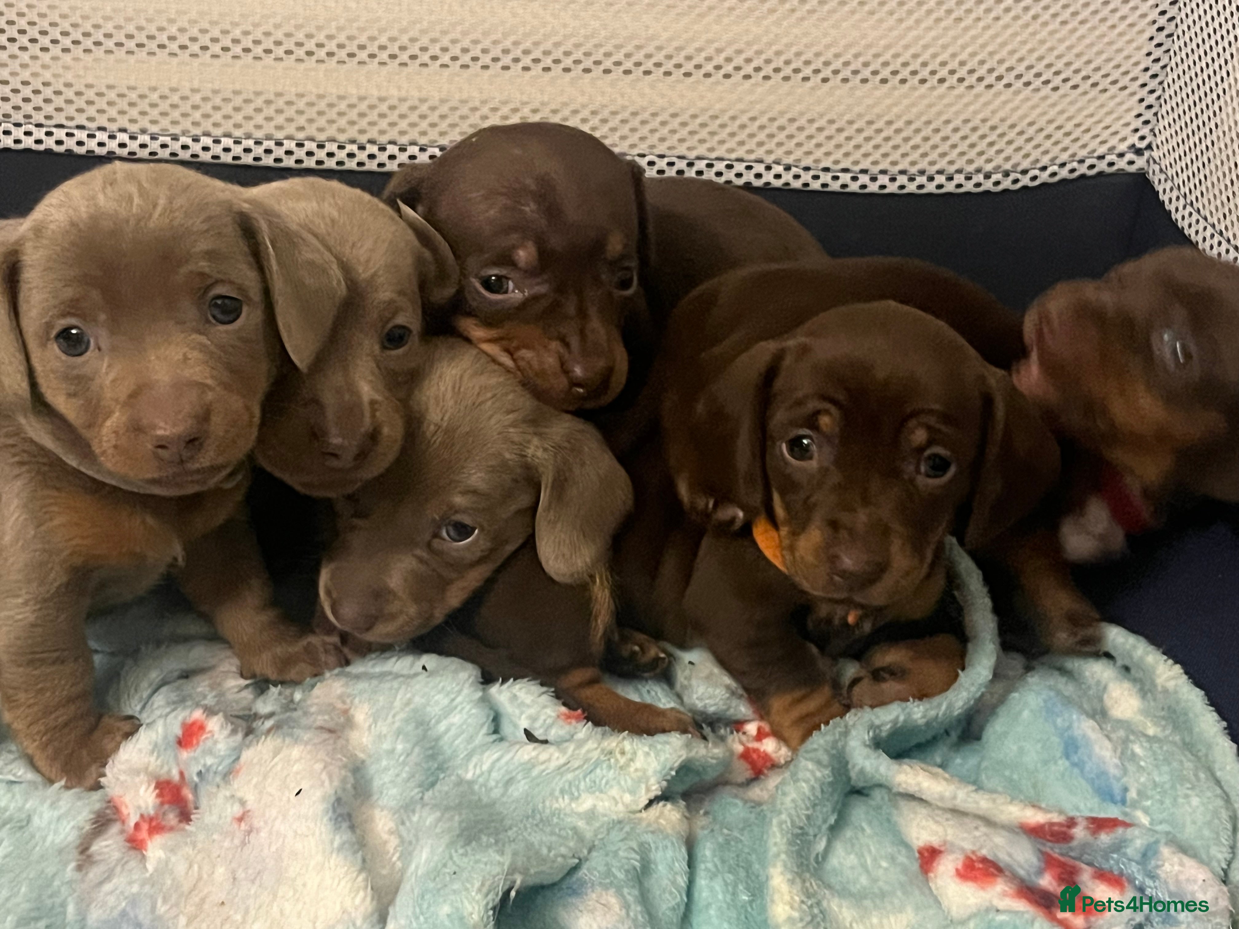 Dachshund dogs Beautiful dachshund puppies for sale- ready soon - Advert 5