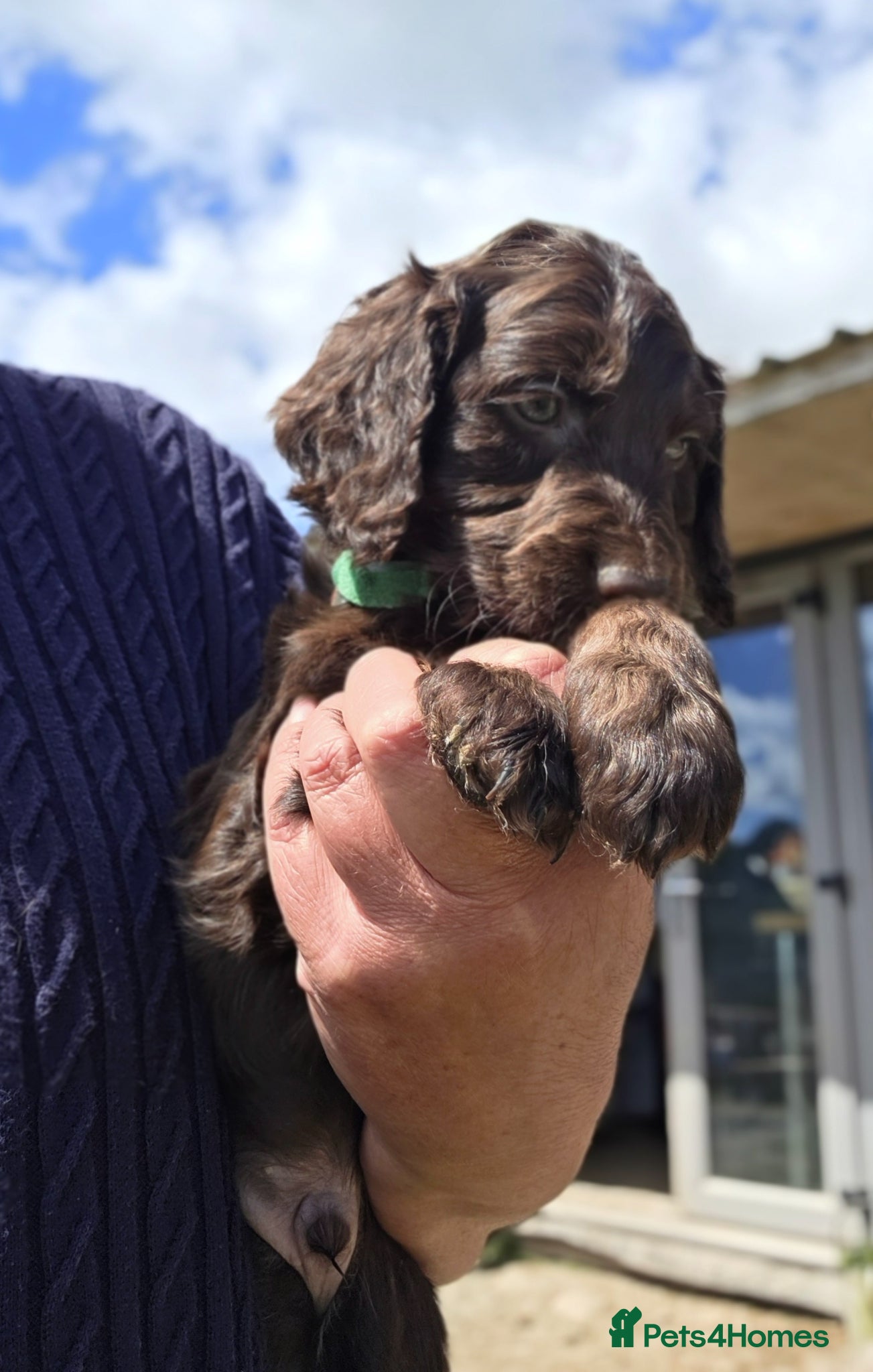 Cockapoo dogs Cockerpoo puppies F1 stunning mixed litter  - Advert 7