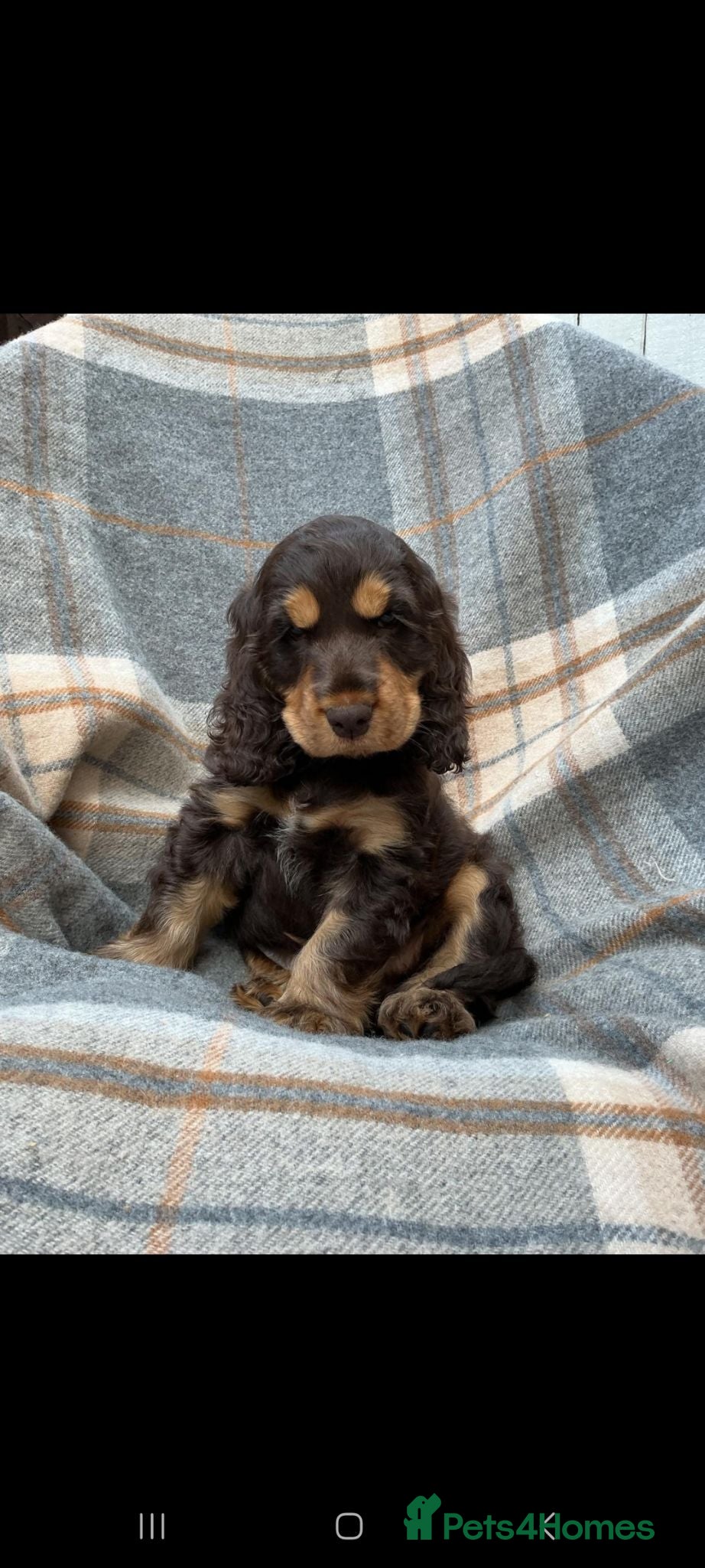 Cocker Spaniel dogs Gorgeous kc reg show cocker spanial boy  - Advert 2