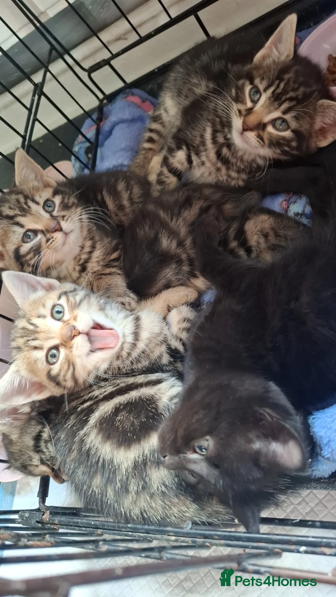 Mixed Breed cats for sale: Kittens For sale - Advert 2